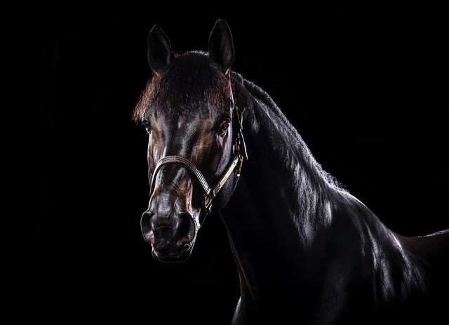 Copain Du Perchet CH Stallion